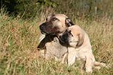 KANGAL 109